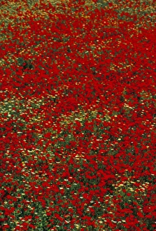 Milos Island Scenery Drucke: Poppy field in spring