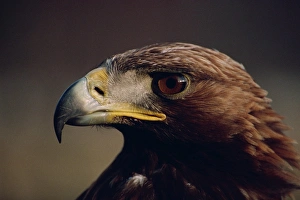Great Britain Nature Images Drucke: Portrait of a golden eagle