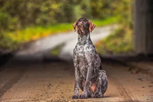 UK Dog Breeds Drucke: Portrait of a Pointer sitting in the afternoon sunlight, United Kingdom, Europe