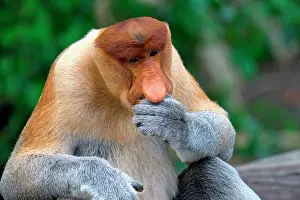 Nasalis Larvatus Species Drucke: Portrait of a Proboscis monkey thinking in Borneo, Malaysia