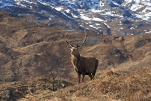 Great Britain Nature Scenes Drucke: Portrait of a red deer