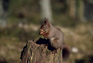 Scotland Travel Destination Drucke: Portrait of a red squirrel