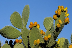 Mount Etna Sicily Drucke: Prickly pear cactus