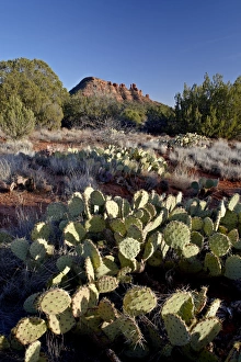 Red Rock Formations In Arizona Drucke: Prickly pear cactus and Cockscomb formation, Coconino National Forest, Arizona