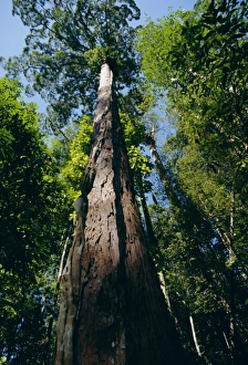 Borneo Rainforest Drucke: Primary lowland rainforest