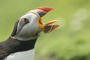 Puffin Photography Drucke: Puffin with gaping beak showing almost parallel articulation