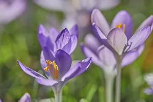 Spring Blooms Europe Drucke: Purple crocuses in flower in early spring