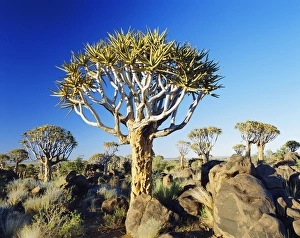 Namibian Natural Landmarks Drucke: Quivertrees