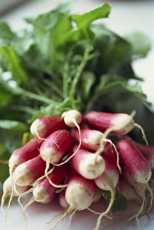 Radish Varieties Drucke: Radishes
