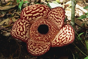 Parasitic Plant Species Drucke: The Rafflesia