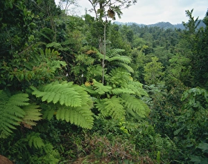 Rainforest Photography Drucke: Rain forest, St