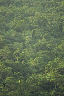 Tropical Rainforest Ecosystem Drucke: Rainforest canopy of the Cockscomb Basin Sanctuary, Belize, Central America