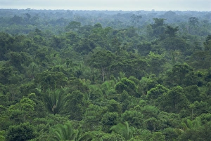 Central America Jungle Drucke: Rainforest canopy of the Machaca Forest Reserve, Belize, Central America