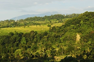 Indonesian Rainforest Landscape Drucke: Rainforest and fields, Senaru, Lombok, Indonesia, Southeast Asia, Asia