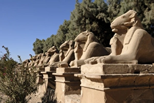 Drucke von Ramsköpfe der Sphinxen des Tempels von Karnak nahe Luxor in den Theben im Weltkulturerbe der UNESCO Ägypten Nordafrika Afrika Luxor Drucke: Ramsköpfe der Sphinxen im Tempel von Karnak in Luxor bei Theben Weltkulturerbe der UNESCO