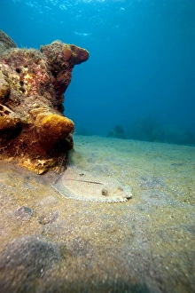 West Indies Wildlife Drucke: A rare maculated flounder (Bothus maculiferus)