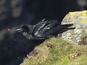 Ireland Coastal Scenery Drucke: Raven, Loop Head, County Clare, Munster, Republic of Ireland, Europe