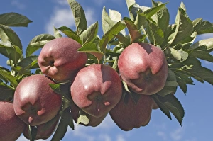 European Apple Trees Drucke: Red apples in an orchard