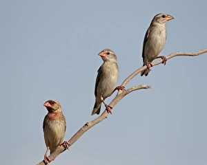 Kalahari Gemsbok National Park Drucke: Three red-billed quelea (Quelea quelea)