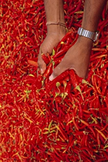Gerahmter Druck : Rote Paprikapfeffer Gerahmter Druck : Rote Paprikapfeffer