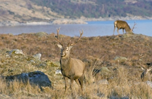 Red Deer In Scotland Drucke: Red deer in the Highlands