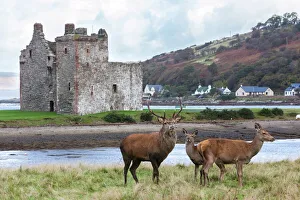 Rotlöwe aus Lochranza auf der Insel Arran in Schottland im Vereinigten Königreich Europas