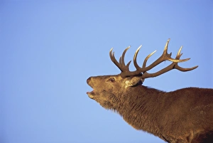 United Kingdom Outdoors Drucke: Red deer stag