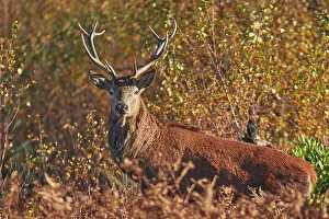 UK Countryside Images Drucke: A Red Deer stag (Cervus elaphus)