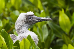 Close Up Animal Portraits Drucke: Red-footed booby (Sula sula) chick