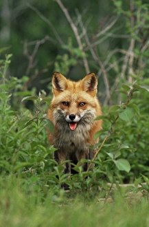 Minnesota Wildlife Photos Drucke: Red fox (Vulpes fulva)