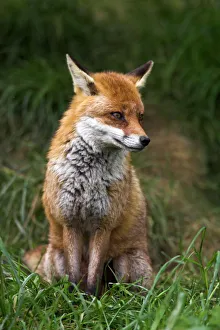 Drucke von Rot Fuchs (Vulpes vulpes), gefangen genommen in Großbritannien und Europa Verwandte Bilder Drucke: Rotfuchs (Vulpes vulpes), gefangen gehalten in Großbritannien und Europa