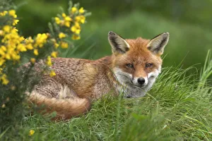 Drucke von Rotfuchs (Vulpes vulpes), gefangenhaltig in Großbritannien und Europa Verwandte Bilder Drucke: Rot Fuchs (Vulpes vulpes), gefangen gehalten in Großbritannien und Europa