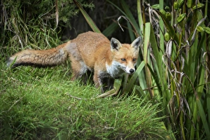 Devon Wildlife Images Drucke: Red fox (Vulpes vulpes), Devon, England, United Kingdom, Europe