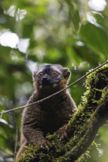 Ranomafana National Park Drucke: Red-fronted brown lemur (Eulemur rufifrons), Ranomafana National Park, central area