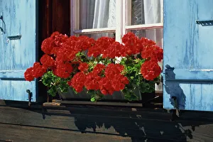 Outdoor Botany Images Drucke: Red geraniums and blue shutters