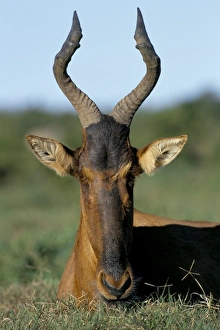 Mammal Portraits Drucke: Red hartebeest (Alcelaphus buselaphus)