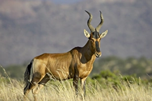 Drucke von Rot Hartebeest (Alcelaphus buselaphus), Natioanlpark Bergzebra Südafrika Afrika Bilder Datiert 2006 November: Rotes Hartebein ('Rotes' = Red)
