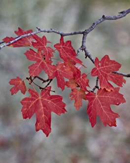 Rote Blätter auf einem großen Zahnkammelmast im Herbst am Zion-Nationalpark in den Vereinigten Staaten von Amerika und Nordamerika