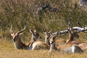 Rural Nature Photography Drucke: Red lechwe