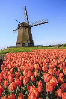 North Holland Travel Destination Drucke: Red and orange tulip fields and the blue sky frame the windmill in spring, Berkmeer
