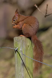 Rotfuchsmaus (Sciurus vulgaris), Formby, Liverpool, England, Vereinigtes Königreich Europa