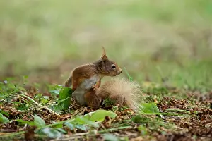Wild Animal Behavior Study Drucke: Red Squirrel (Sciurus vulgaris), Blarney Castle, County Cork, Ireland