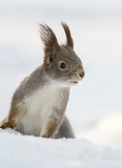 Red Squirrels In Europe Drucke: Red squirrel (Sciurus vulgaris) in the snow, winter, Finland, Europe