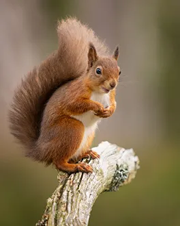 Red Squirrel Scotland Drucke: Red Squirrel, Scottish Highlands, Scotland, United Kingdom, Europe