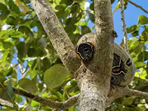 Loreto Drucke: Rotschwanzboa ruht in Baumzweigen, beobachtet Umgebung im Amazonasregenwald von Peru.