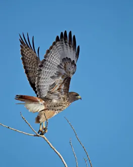 Drucke von Rotfuchsheuchler (Buteo jamaicensis), beim Aufstieg im Bosque del Apache National Wildlife Refuge in Neues Mexiko/USA/Nordamerika Verwandte Bilder Drucke: Rotkehlwürger (Buteo jamaicensis), in Flugposition, Naturschutzgebiet Bosque del Apache