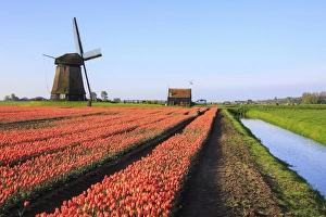 Landscape Photography Netherlands Drucke: Red tulip fields and blue sky frame the windmill in spring, Berkmeer, Koggenland
