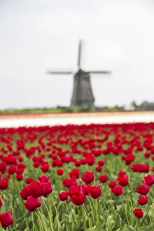 North Holland Travel Destination Drucke: Red tulip fields frame the windmill in spring, Berkmeer, Koggenland, North Holland