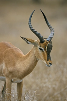 Outdoor Photography Africa Drucke: Redbilled oxpecker