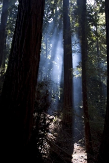 North America Outdoor Adventure Drucke: Redwood forest